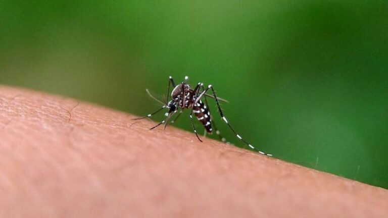 dengue