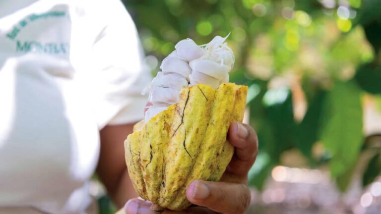 cacao