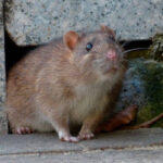 ratas