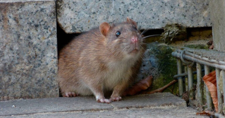 ratas